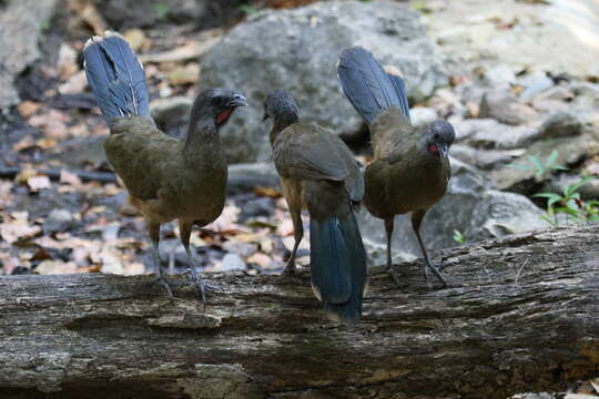 Image of Plain Chachalaca