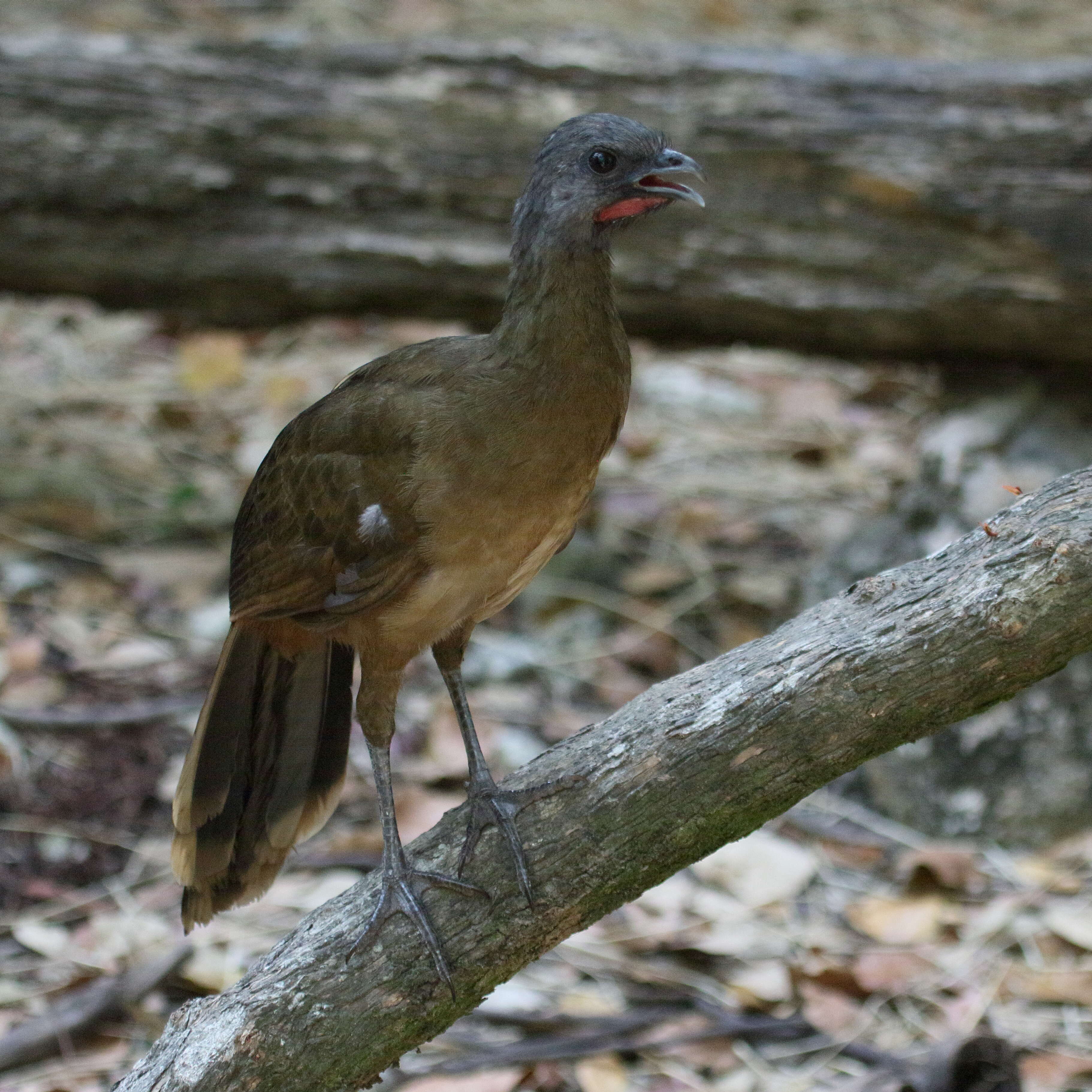 Image de Ortalide chacamel