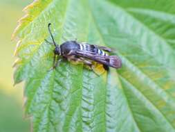 Image of Raspberry Clearwing