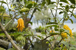 Image de Citrus medica var. sarcodactylis