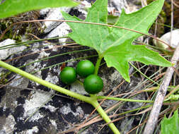 Image of Bryonia aspera Stev.