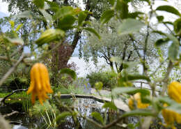 Image de Citrus medica var. sarcodactylis