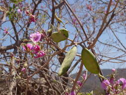 Image of Harpalyce arborescens A. Gray