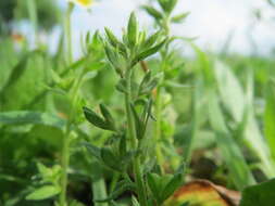 Image of common speedwell