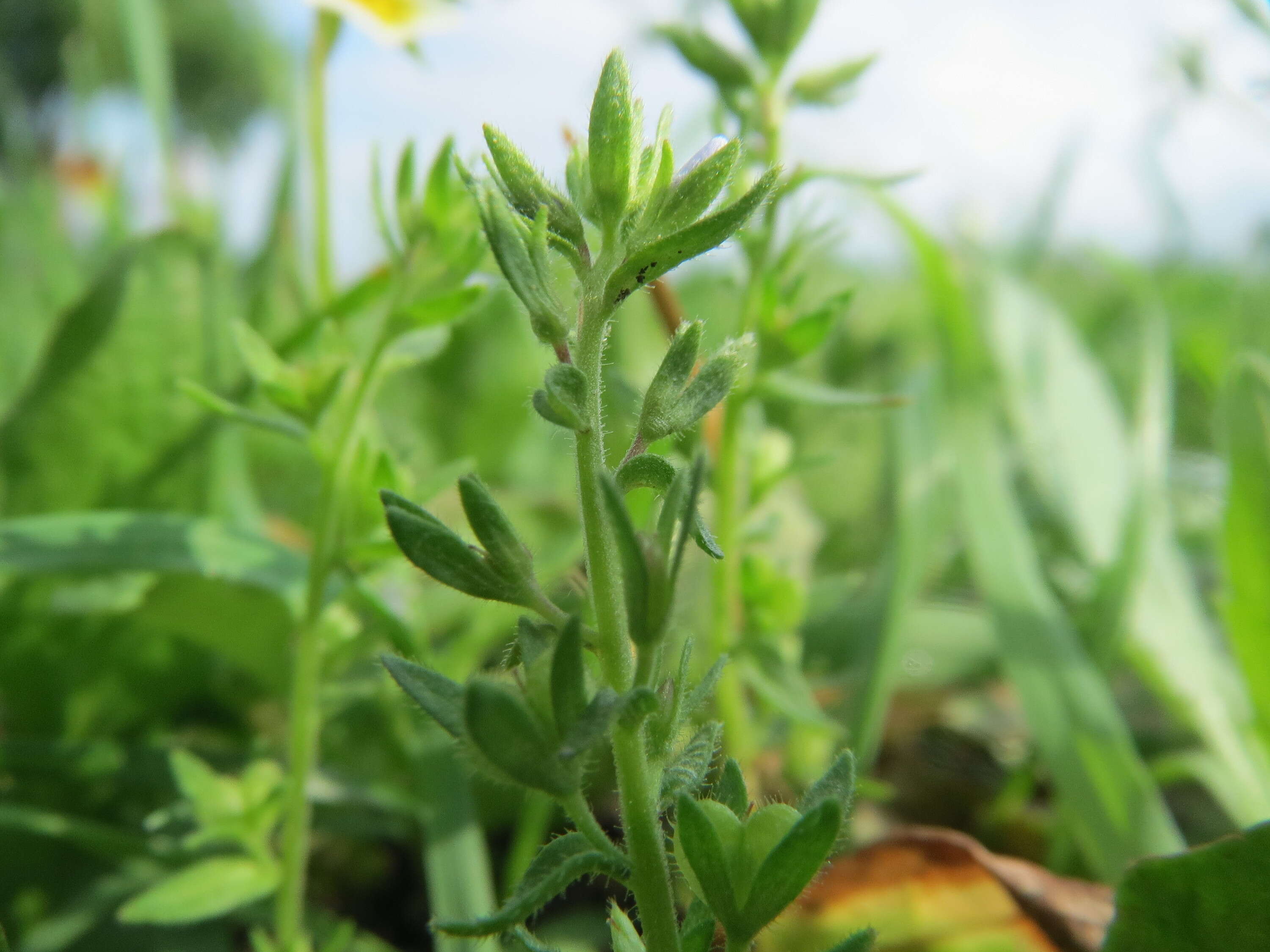 Image of common speedwell