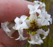 Image of Erica denticulata var. denticulata