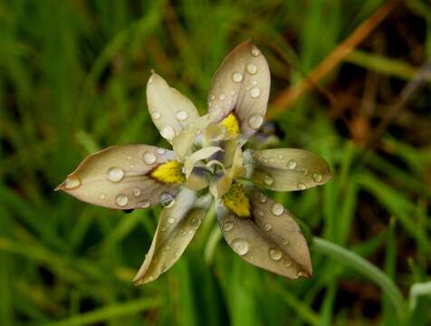 Image of Cape tulip