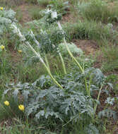 Image of Phlomoides laciniata (L.) Kamelin & Makhm.