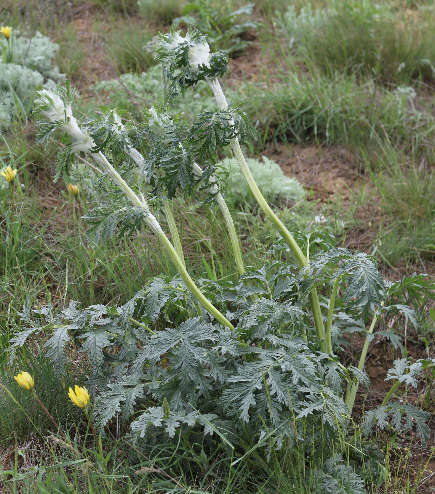 Sivun Phlomoides laciniata (L.) Kamelin & Makhm. kuva