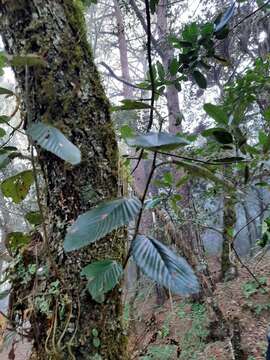 Image of Cercocarpus macrophyllus C. Schneid.