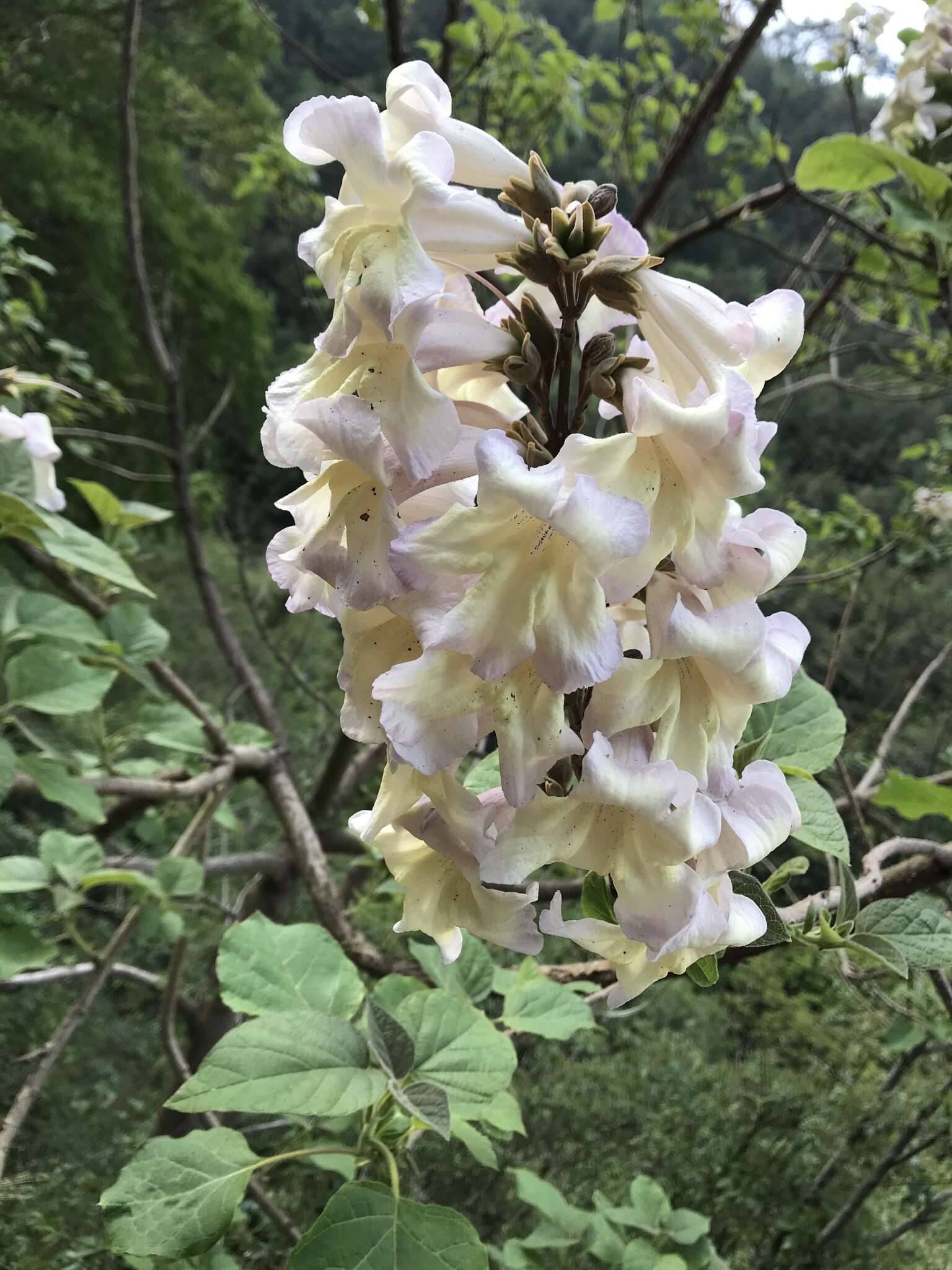 Слика од Paulownia kawakamii Ito