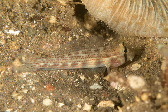 Image of Eyebar goby