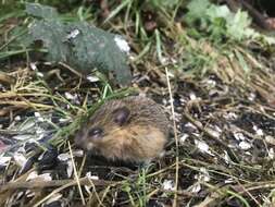 Image of Pacific Jumping Mouse