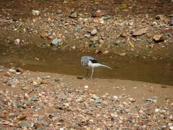 Image of Mountain Wagtail