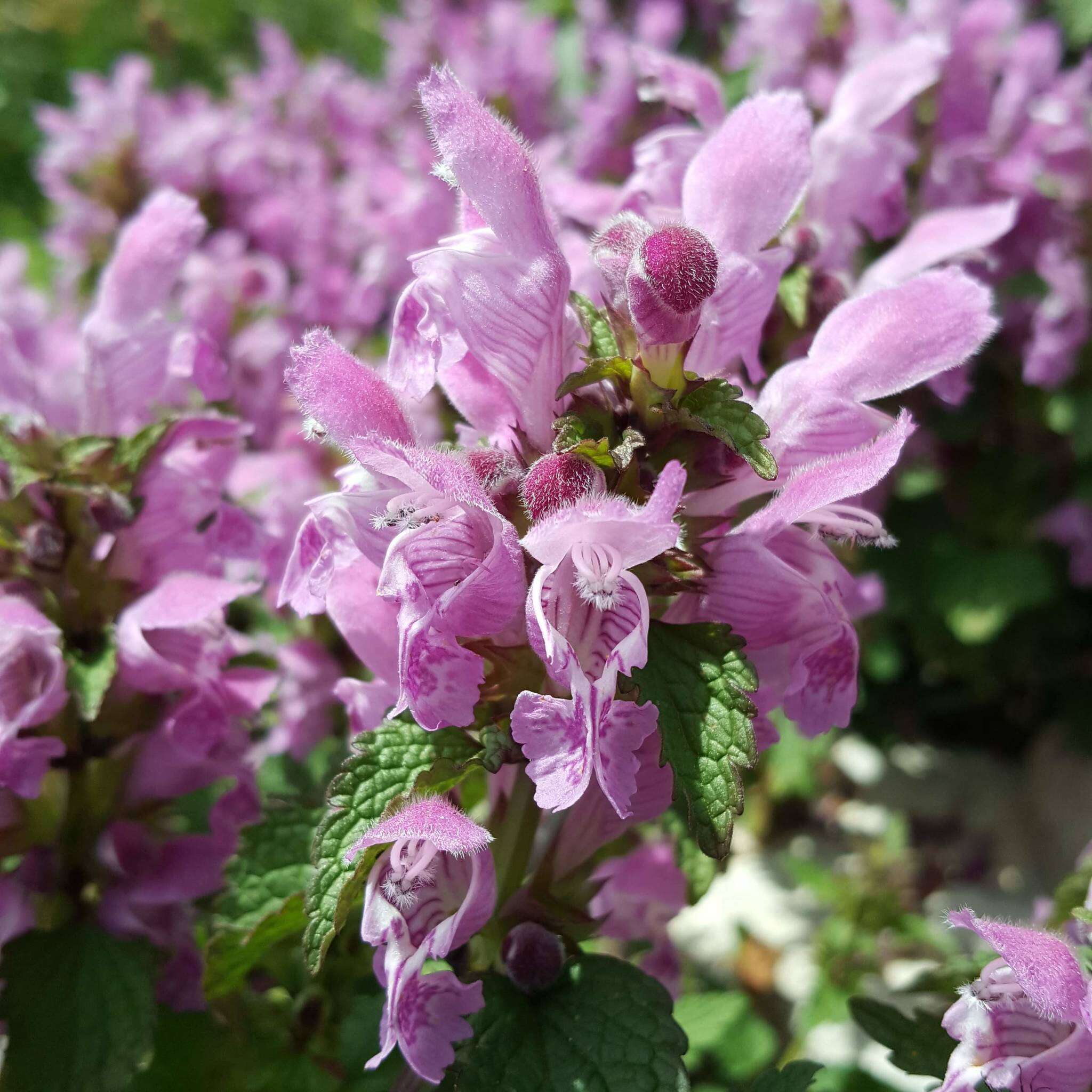 Image of Lamium garganicum L.