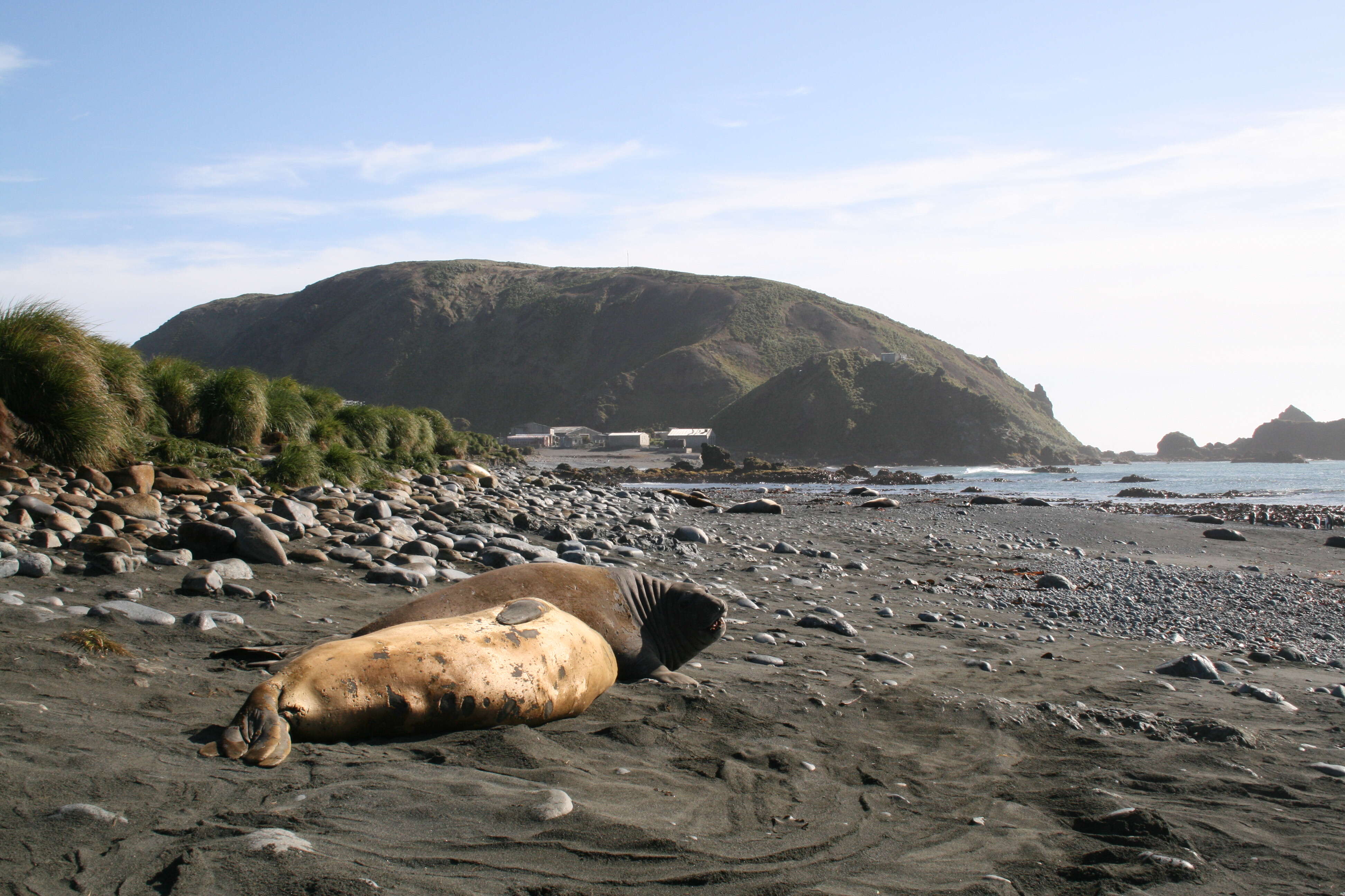 Image of South Atlantic Elephant-seal