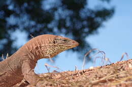 Image of Argus Monitor