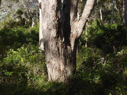 Sivun Melaleuca dealbata S. T. Blake kuva