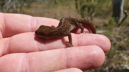 Image of Forked  Gecko