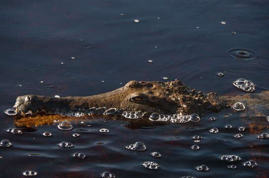 Image of Australian Freshwater Crocodile