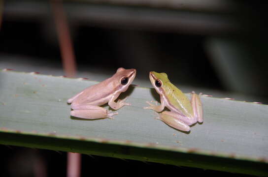 Sivun Litoria bicolor (Gray 1842) kuva