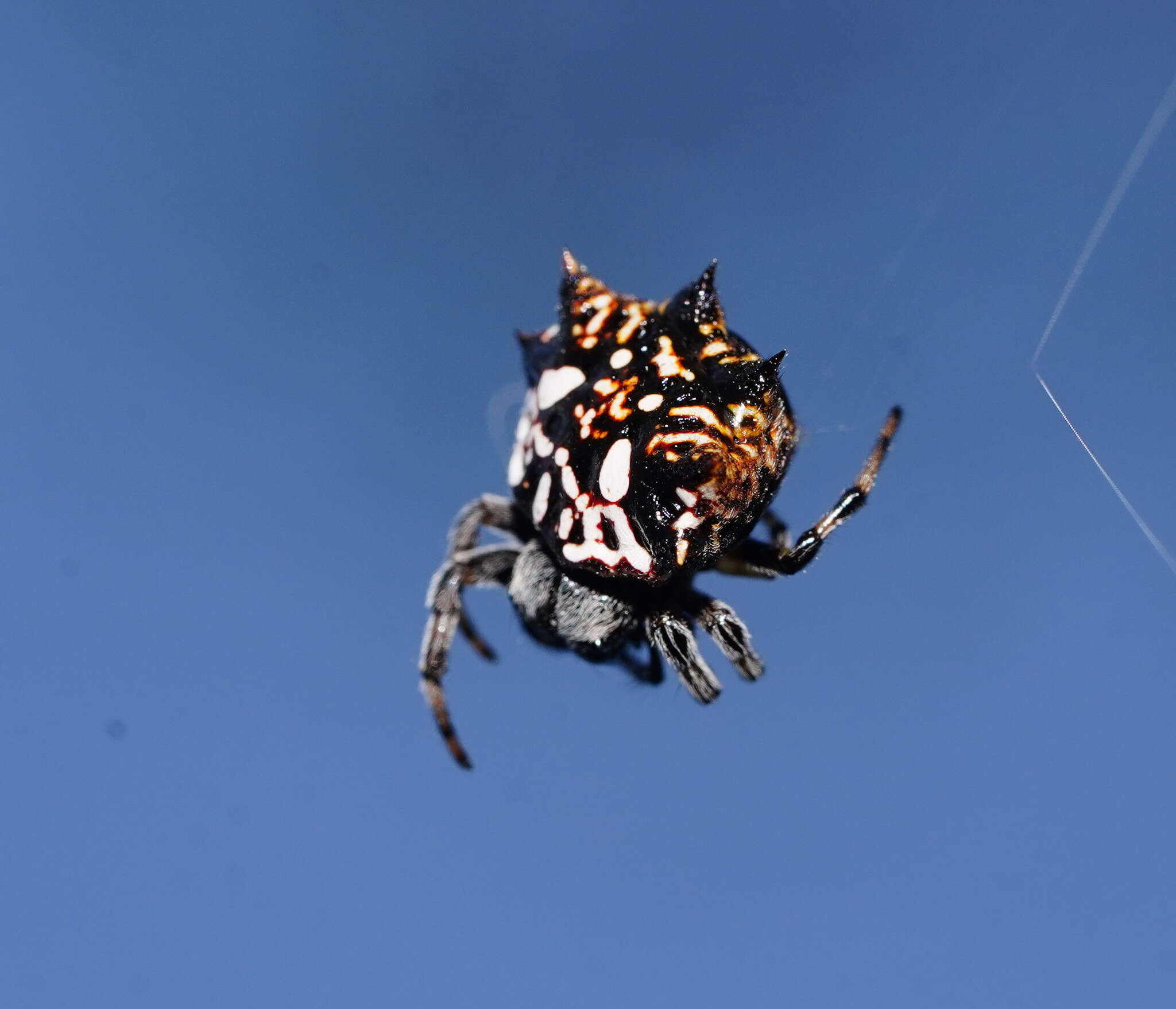 Image of Spiny orb-weavers