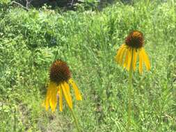 صورة <i>Echinacea <i>paradoxa</i></i> var. paradoxa