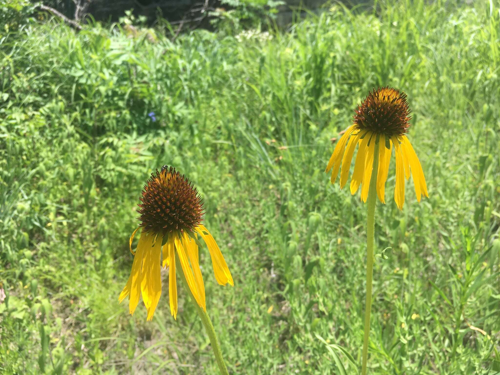 صورة <i>Echinacea <i>paradoxa</i></i> var. paradoxa