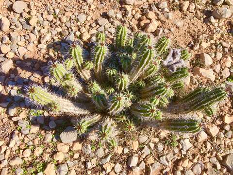 Image of Euphorbia officinarum L.