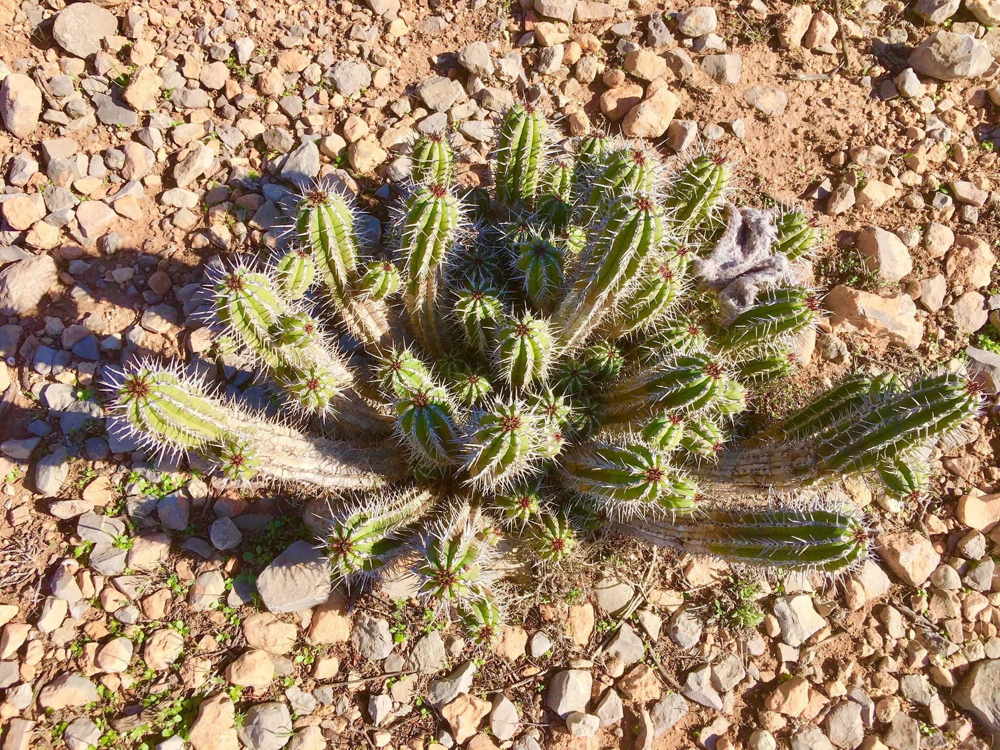 Euphorbia officinarum L. resmi