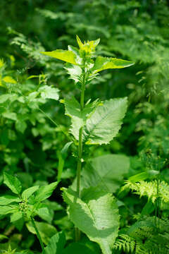 Image of Crepis sibirica L.