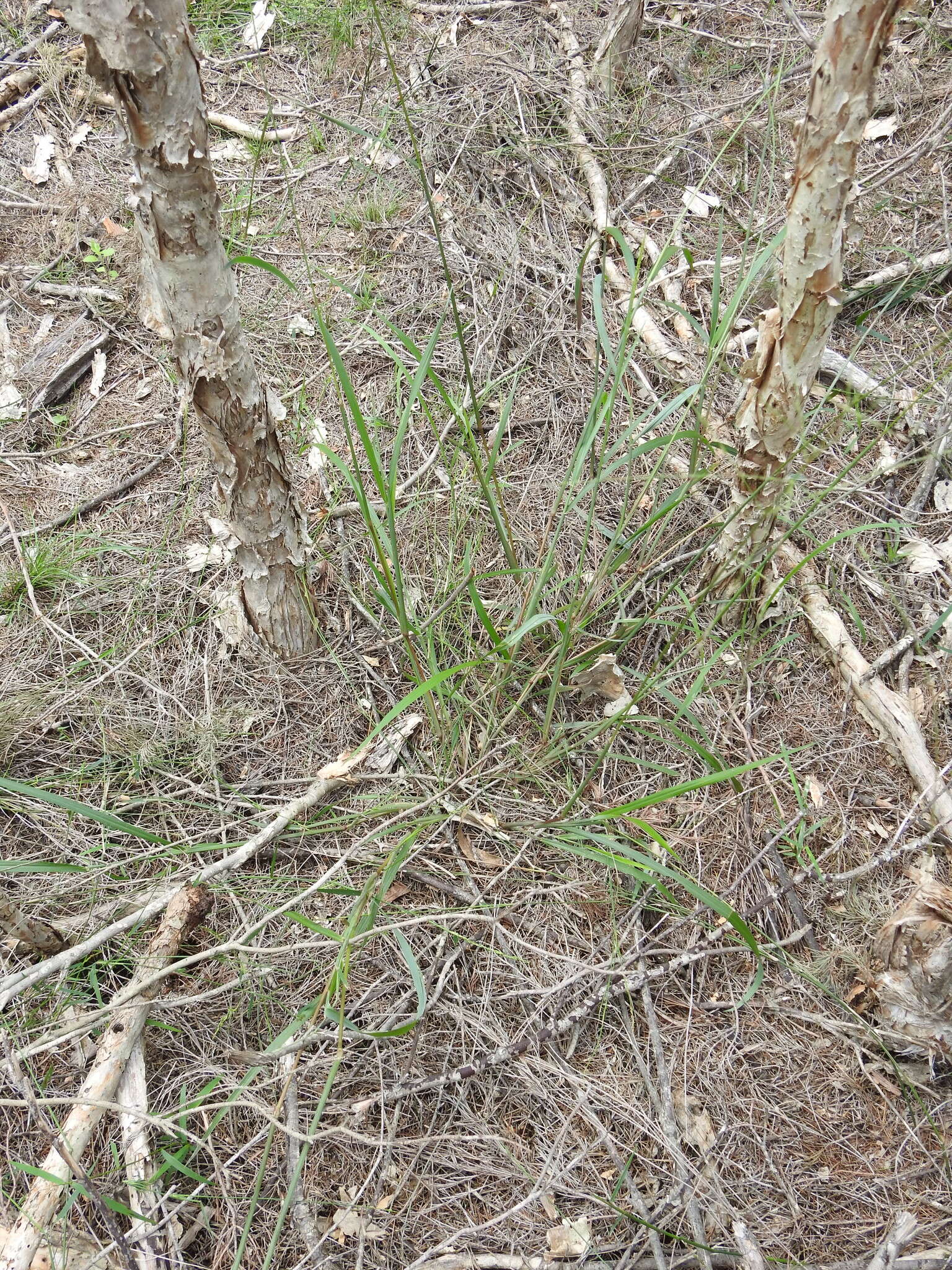 Image of Digitaria parviflora (R. Br.) Hughes