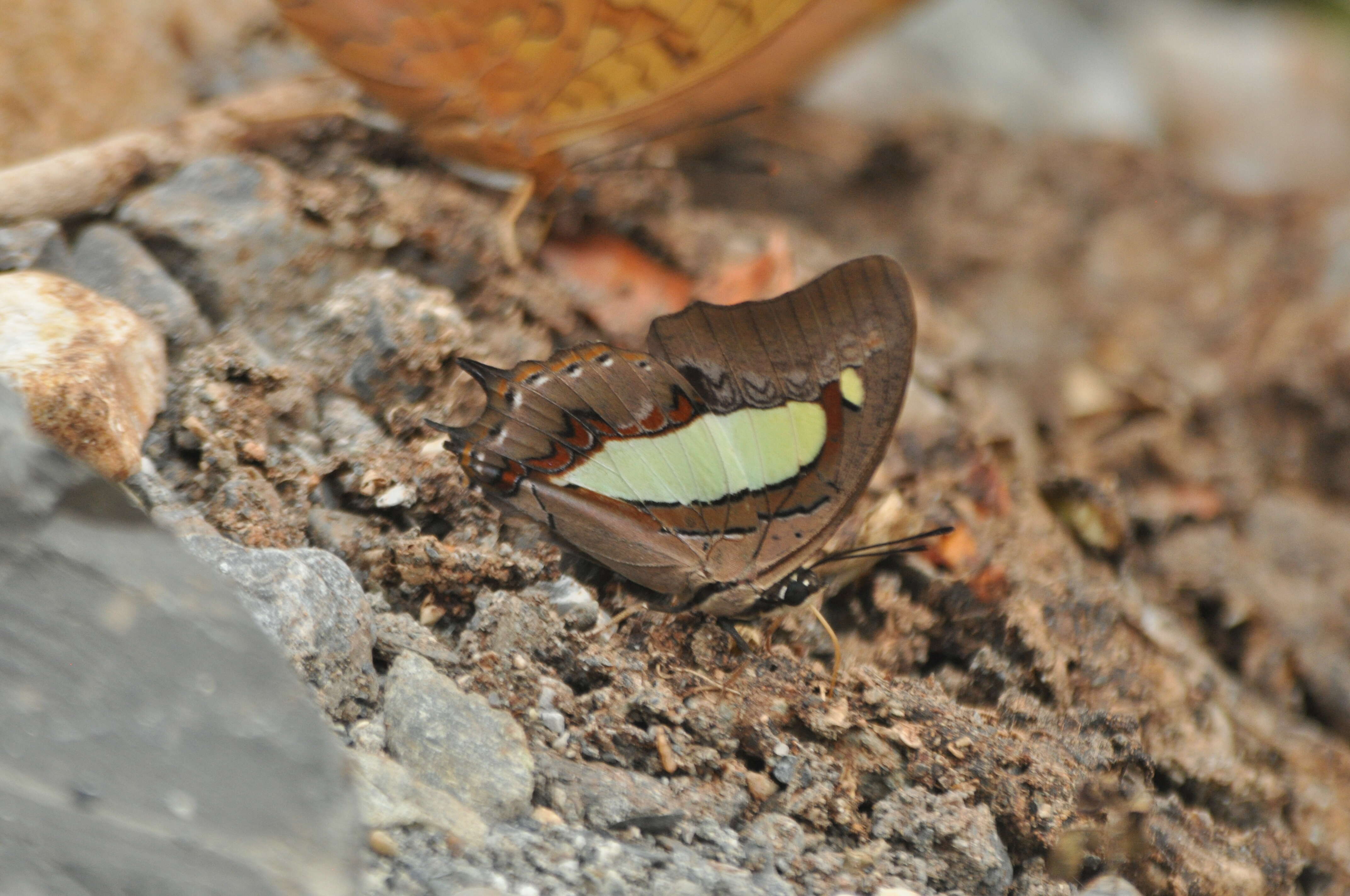 Image of Polyura arja Felder 1866