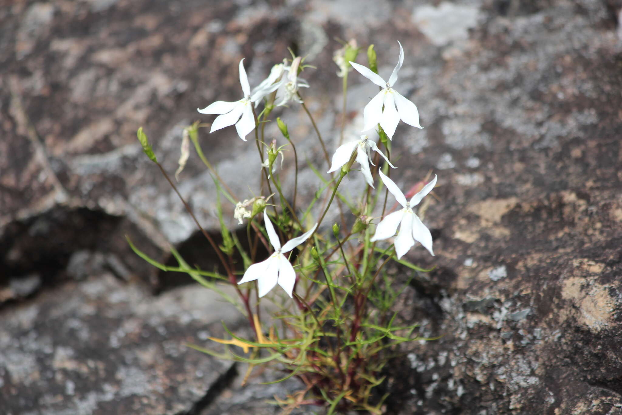 Image of Lithotoma anethifolia (Summerh.) E. B. Knox