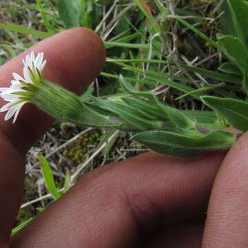 Imagem de Noticastrum marginatum (Kunth) Cuatrec.