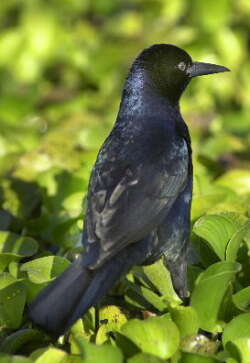 Image of Boat-tailed Grackle