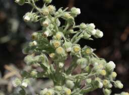 Plancia ëd Laennecia coulteri (A. Gray) G. L. Nesom