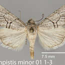 Image of Sympistis minor Barnes 1928