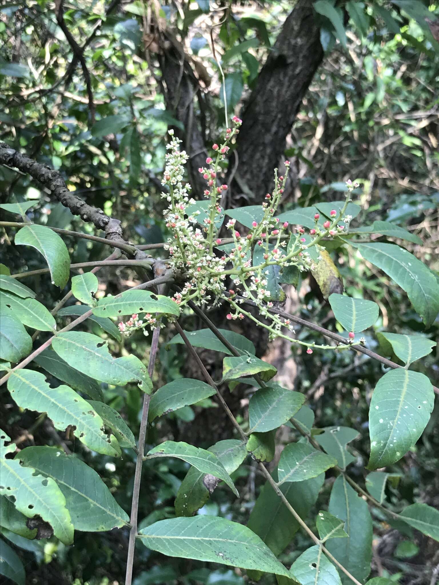 Image of Rhus hypoleuca Champ. ex Benth.