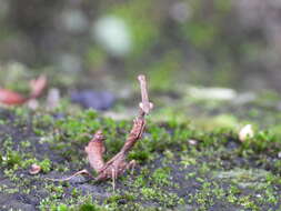 Image of Phyllothelys werneri Karny 1915