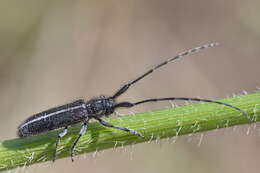 Image of Agapanthia cardui (Linné 1767)