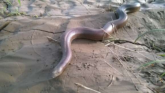 Image of Brown Sand Boa