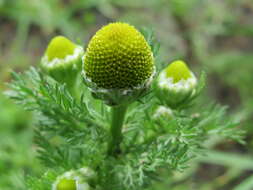 Image of disc mayweed