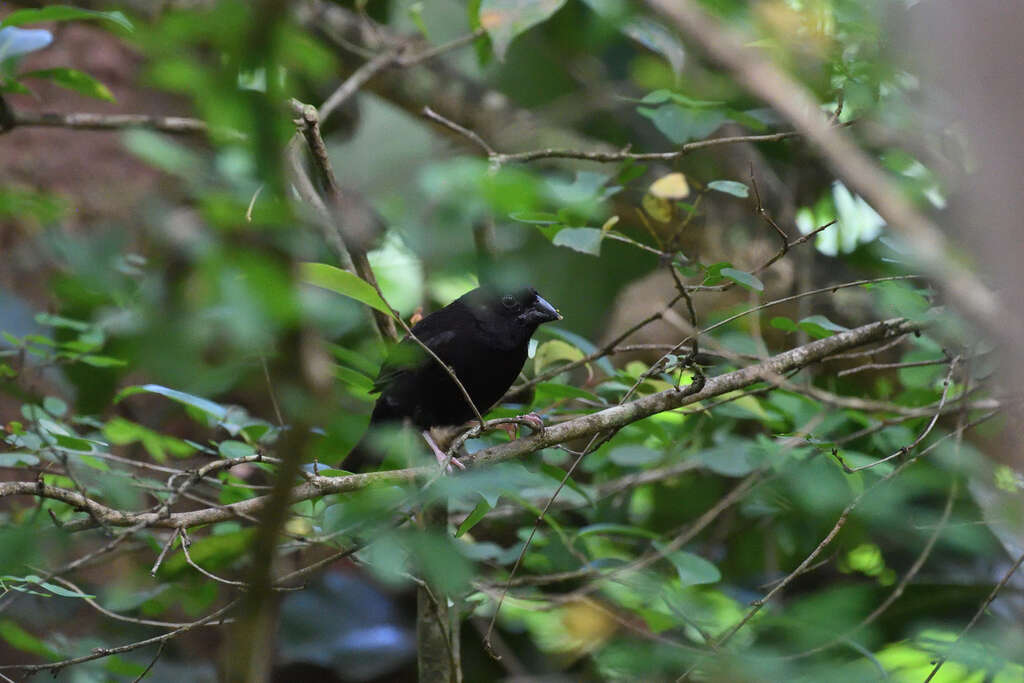 Image of St Lucia Black Finch