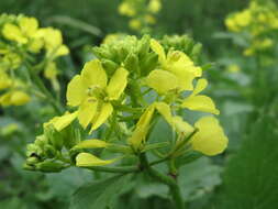 Image of charlock mustard