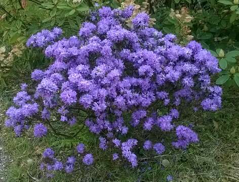 Image de Rhododendron impeditum I. B. Balf. & W. W. Smith