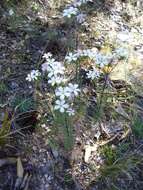 Image of Nuttall's linanthus