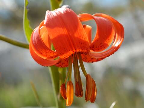 Слика од Lilium pomponium L.