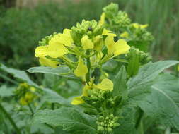 Image of charlock mustard