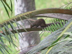 Heliosciurus punctatus (Temminck 1853) resmi